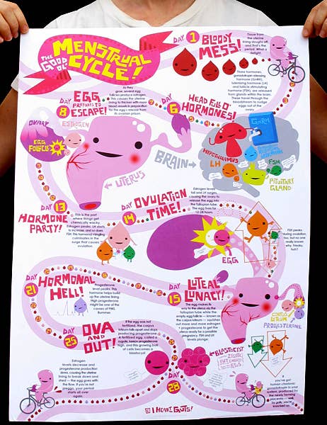 Menstrual Cycle Poster